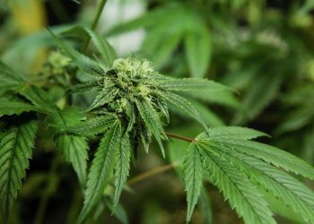 New York: Cannabis als Alternative für eine Behandlung mit Opiaten zugelassen