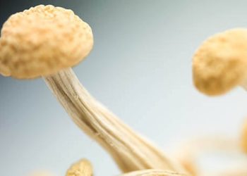 Schweizer Studenten kreieren neues Material aus Hanf und Pilzmyzel