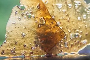 Cannabis als Konzentrat: Wenn man von THC einfach nicht genug kriegen kann...