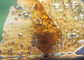 Cannabis als Konzentrat: Wenn man von THC einfach nicht genug kriegen kann…