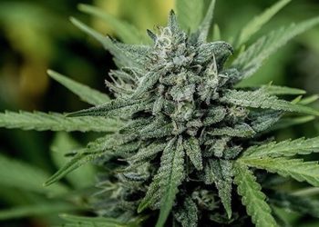 Lieferengpässe für medizinisches Cannabis in München