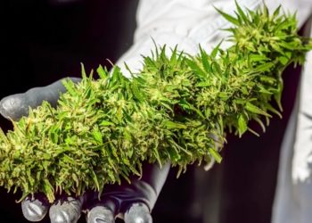Wissenschaft: Cannabis Genom weiter erforscht