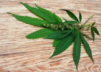 Gemischtes THC/CBD-Öl vielversprechend gegen Epilepsie