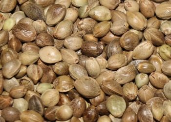 Sind in Deinem Land Cannabis-Samen legal?