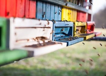 Cannabis to Bee… or not to Bee