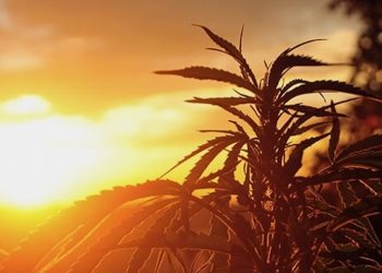 WHO prüft Einstufung von Cannabis