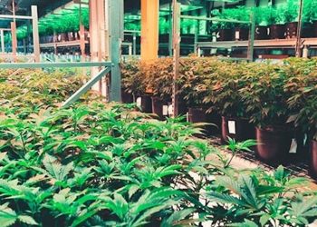 Zentrum für Cannabis in Radeburg geplant