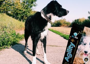 Produkttest: Agility+ Paw Treat CBD Hunde Leckerlis
