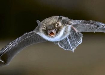 Vom Cannabis Experten, der sich in eine Fledermaus verwandelte