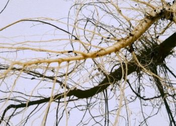 Was macht man eigentlich mit Cannabiswurzeln?