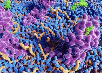 Agonisten und Antagonisten im Endocannabinoid-System