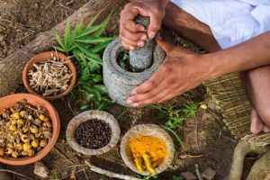 Cannabis e Ayurveda: A Medicina Tradicional Indiana e o Uso Terapêutico da Planta