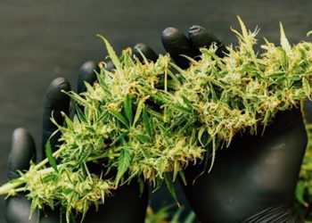 Colorado: 500 Tonnen Cannabis für den Verkauf hergestellt