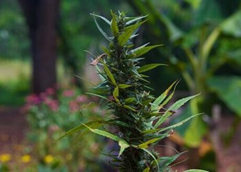 Jamaika will den Anbau von Medizinalhanf organisieren