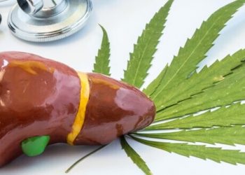 Cannabis und Lebererkrankungen
