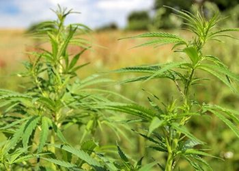 Cannabis ruderalis – Wilder Hanf aus der Tundra