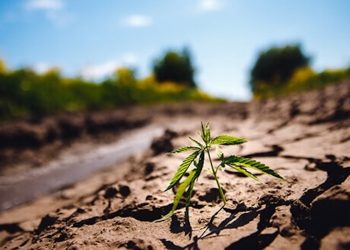 Clearstream – Chaos am Cannabis Aktienmarkt