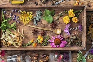 Cannabimimetika - natürliche Cannabinoide in der Pflanzenwelt