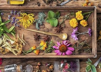 Cannabimimetika – natürliche Cannabinoide in der Pflanzenwelt