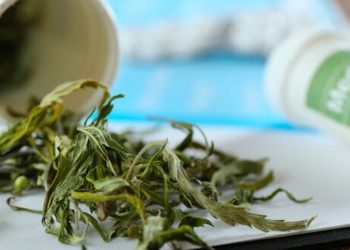 Eine Studie aus den USA gibt Einblick in die dortige Cannabisindustrie