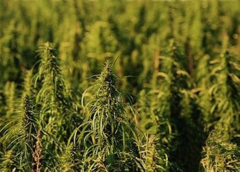 Hanf – die Pflanze, die zu 100% ge- und verbraucht wird