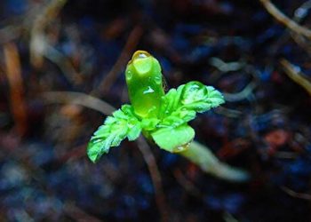 Cannabispflanzen, Stecklingszucht & Samen – und das möglichst Bio.  Aber wie?