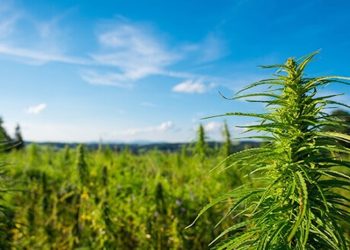 Cannabis im deutschsprachigen Raum