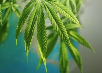 Legalisierung in Kanada – Die Welt nach dem Weed Wednesday