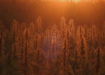 Endoca – Kleines Familienunternehmen ganz groß