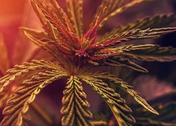 Fahreignung trotz  Cannabiskonsums?