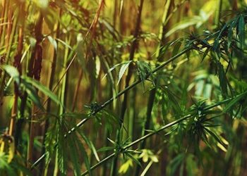 Hanffaser: Langfaser und Kurzfaser