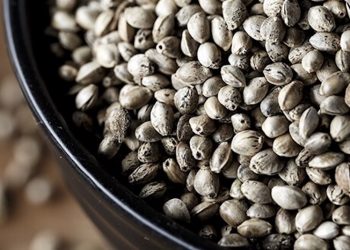 Hanf und Cannabis als Superfood