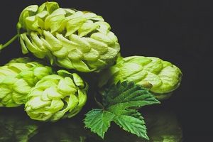 Cannabidiolo dal Luppolo: Una Fonte Alternativa di CBD