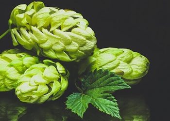 Cannabidiol aus Hopfen