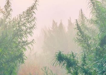 Indica & Sativa – Reif für den Beipackzettel?