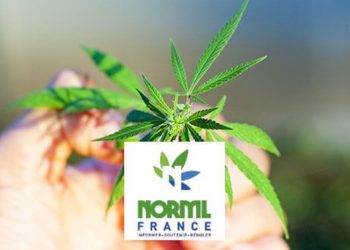 NORML France: Cannabis-Aktivisten in Frankreich