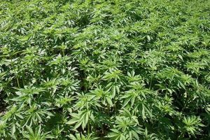 Cannabisanbau im Freiland - Wie macht’s der Rest der Welt?