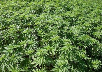Cannabisanbau im Freiland – Wie macht’s der Rest der Welt?