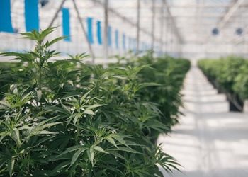 Qualitätssicherung bei medizinischem Cannabis