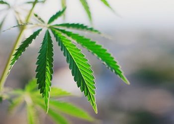 Hanf als Spiegel unserer Gesellschaft