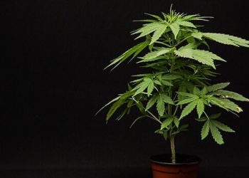 Wie das Geschlecht die Wirkung beeinflusst