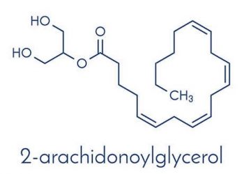 Was ist 2-Arachidonylglycerol (2-AG)