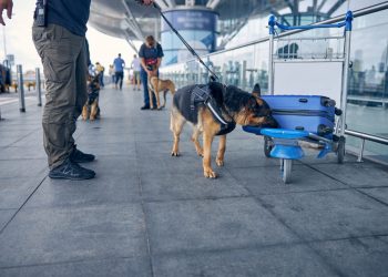 Spürhunden mit Riecher für Cannabis droht die Arbeitslosigkeit