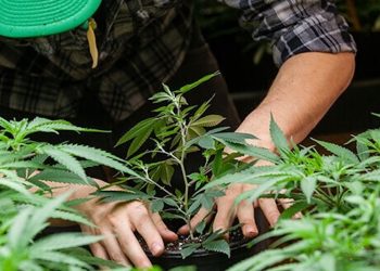 Facharbeiter-Migration: Die besten Cannabis-Züchter ziehen von Holland nach Kanada