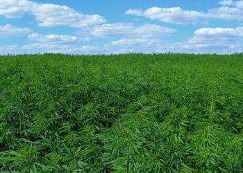 Argentinien plant größtes Hanffeld der Welt