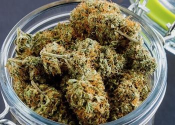 Thailändische Regierung bereitet Legalisierung von Medizinalhanf vor
