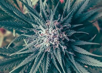 Was sind Phytocannabinoide?