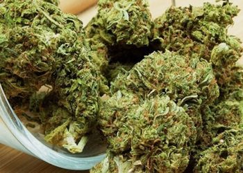 SPD Gesundheitspolitik unterstützt Cannabis Modellprojekte
