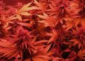 Growking Rail 120: Hier wird Spektrum großgeschrieben