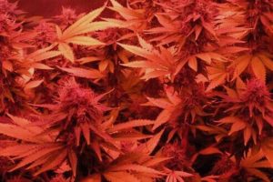 Growking Rail 120: Hier wird Spektrum großgeschrieben